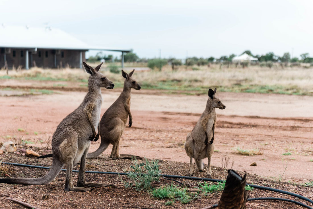 kangaroos at saltbush retreat
